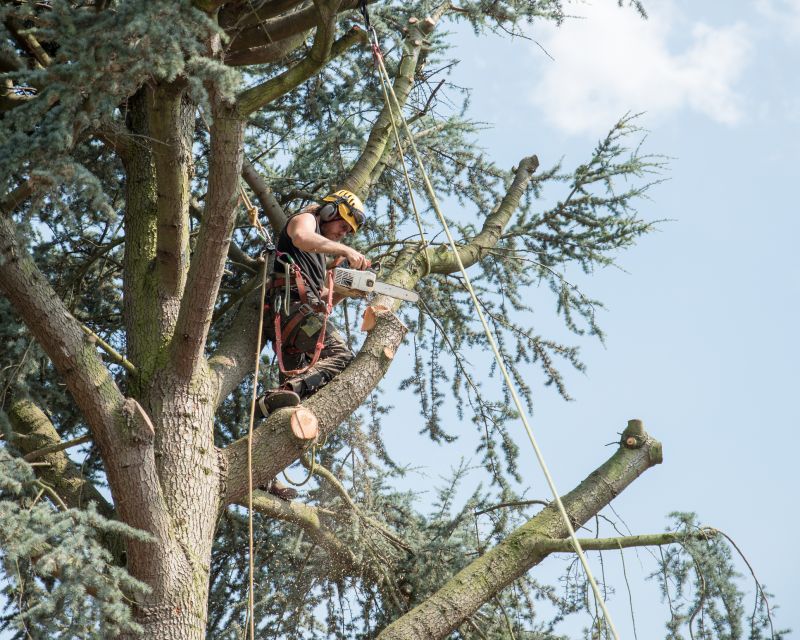 Arborvitae Shearing
