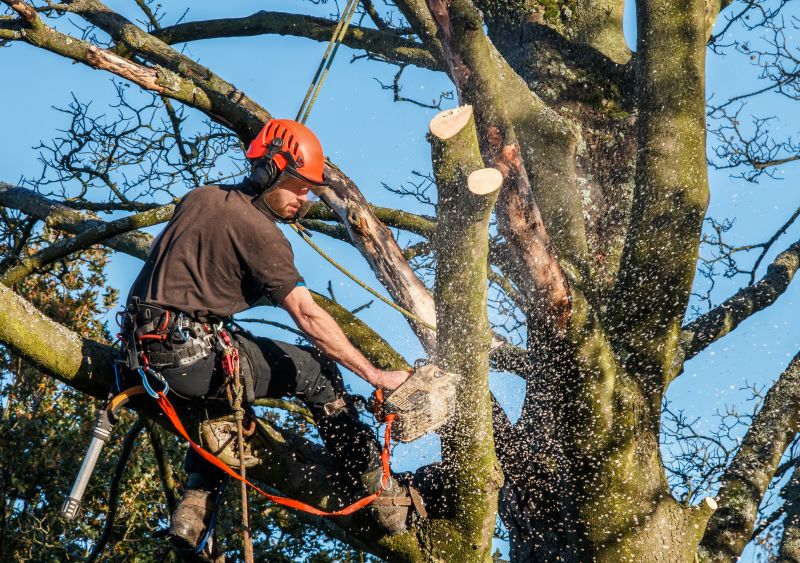Arborvitae Shearing