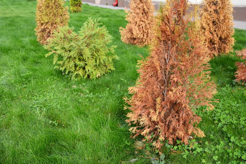 Arborvitae Shearing