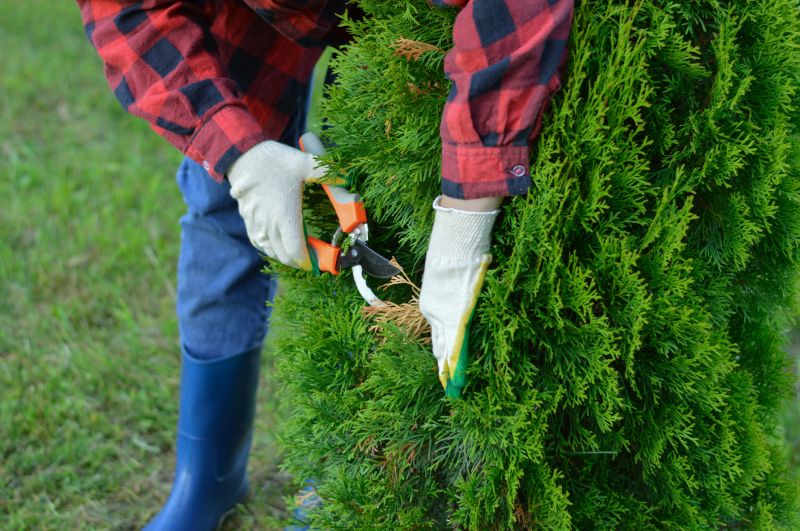 Arborvitae Shearing