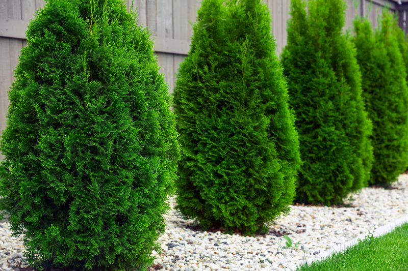 Arborvitae Shearing