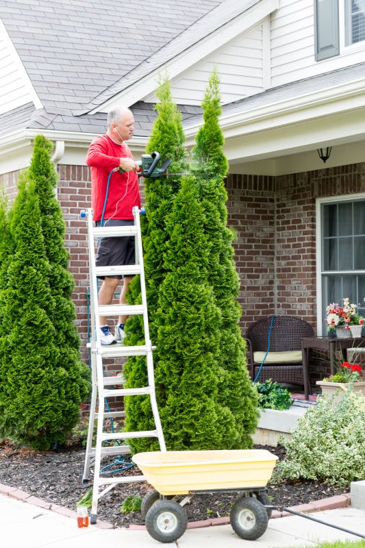 Pruned Arborvitae Trees
