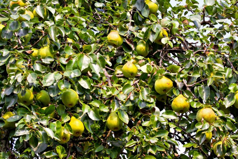 Bradford Pear Tree Pruning in San Jose, CA