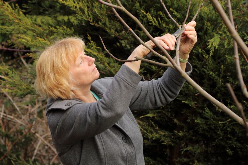 Canopy Pruning in Doylestown, PA