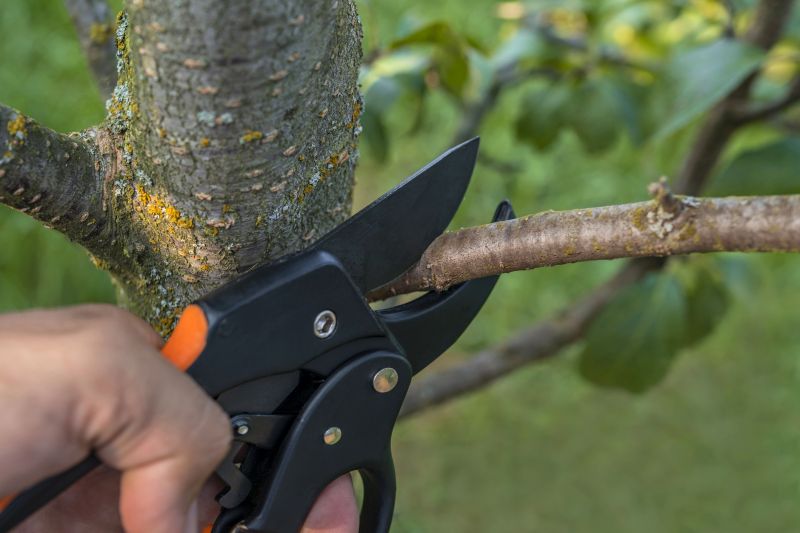 Hickory Tree Removal in Pottstown, PA