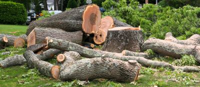 Hickory Tree Removal in Allentown, PA