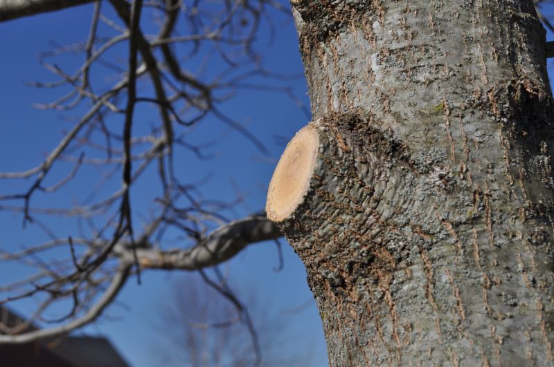 Oak Tree Pruning in Doylestown, PA