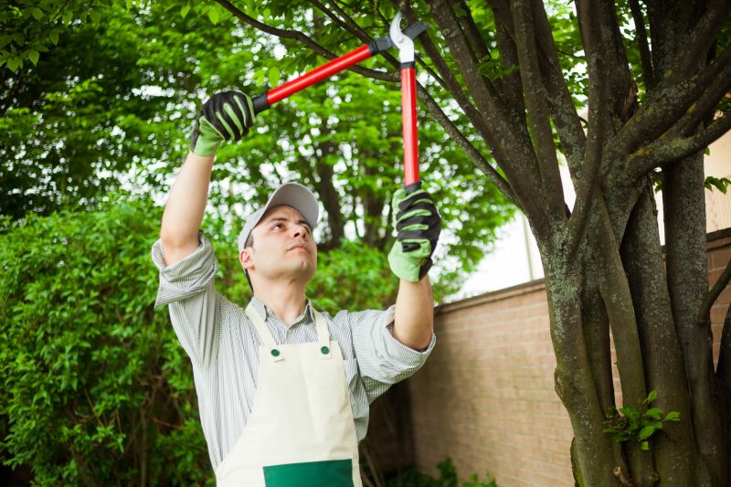Pear Tree Pruning in Allentown, PA