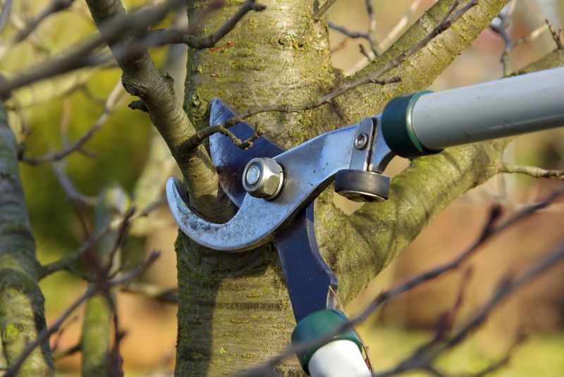 Pear Tree Pruning in Allentown, PA
