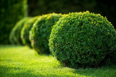 Pruned Shrubs with Neat Edges