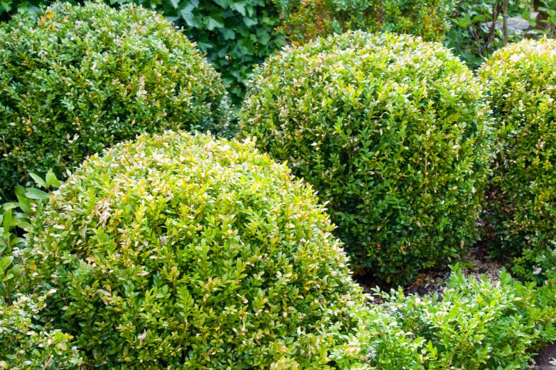 Shrubs with Symmetrical Pruning