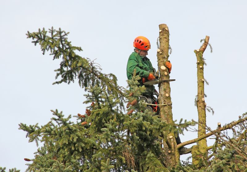 Local Arborvitae Shearing pros at work