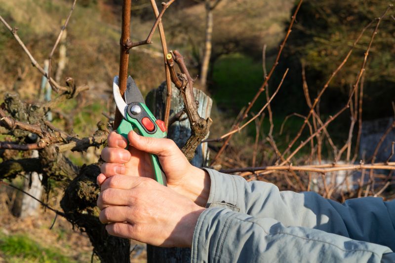 Shrub Pruning in Ventura County, CA